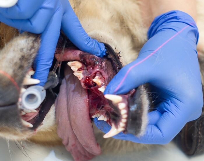 Marusya Was Hit By A Train, But She Survived And Is Currently In Search For A New Home