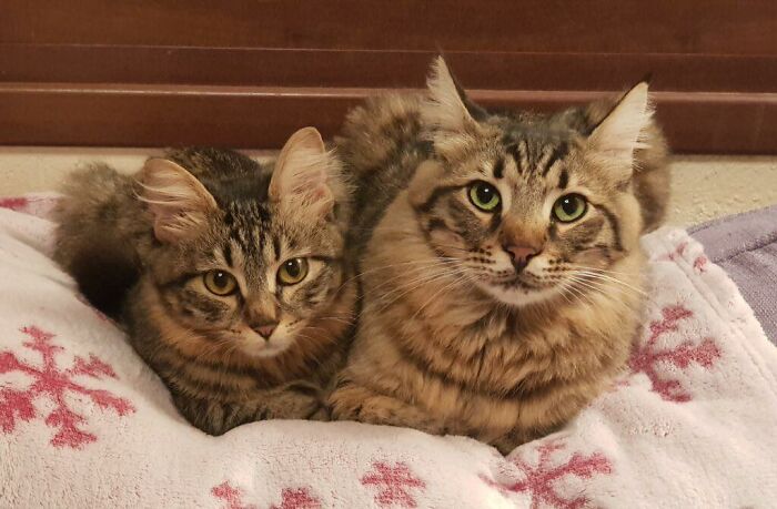 A Woman Who Selflessly Rescued Countless Animals In Cyprus Is In Urgent Need Of Help Herself A Woman Who Selflessly Rescued Countless Animals In Cyprus Is In Urgent Need Of Help Herself