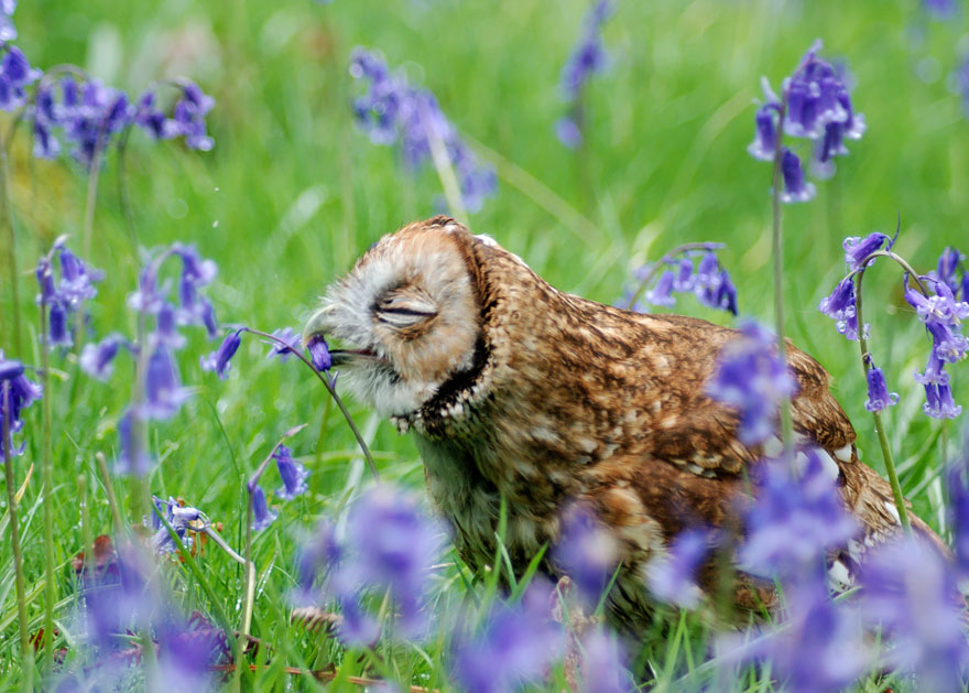 Here Are 11 Animals Sniffing Flowers To Help Brighten Your Day