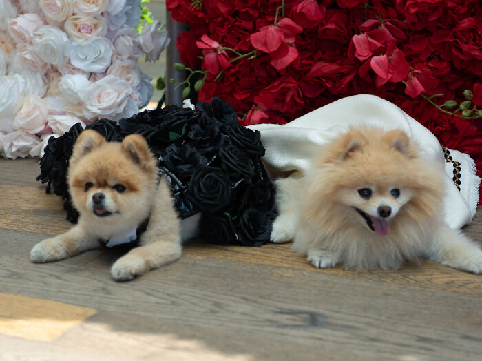 Lala And Darla As Cardi B And Dua Lipa