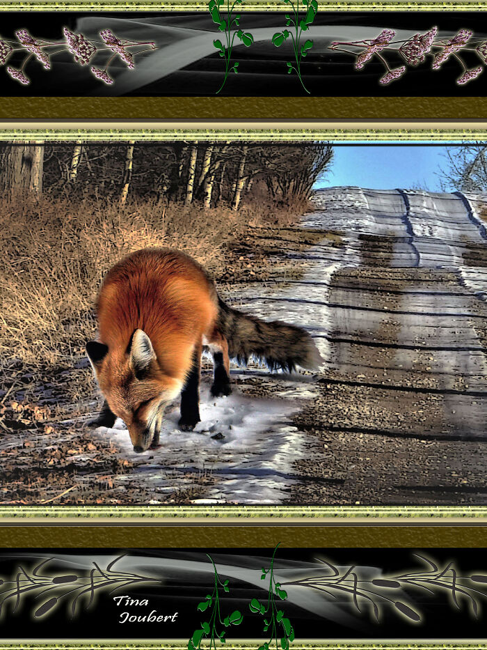 Fox Run
