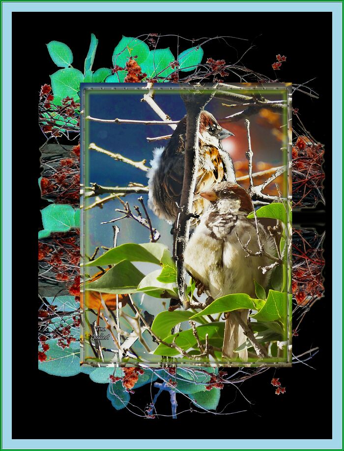 Tree Branch Sperrows