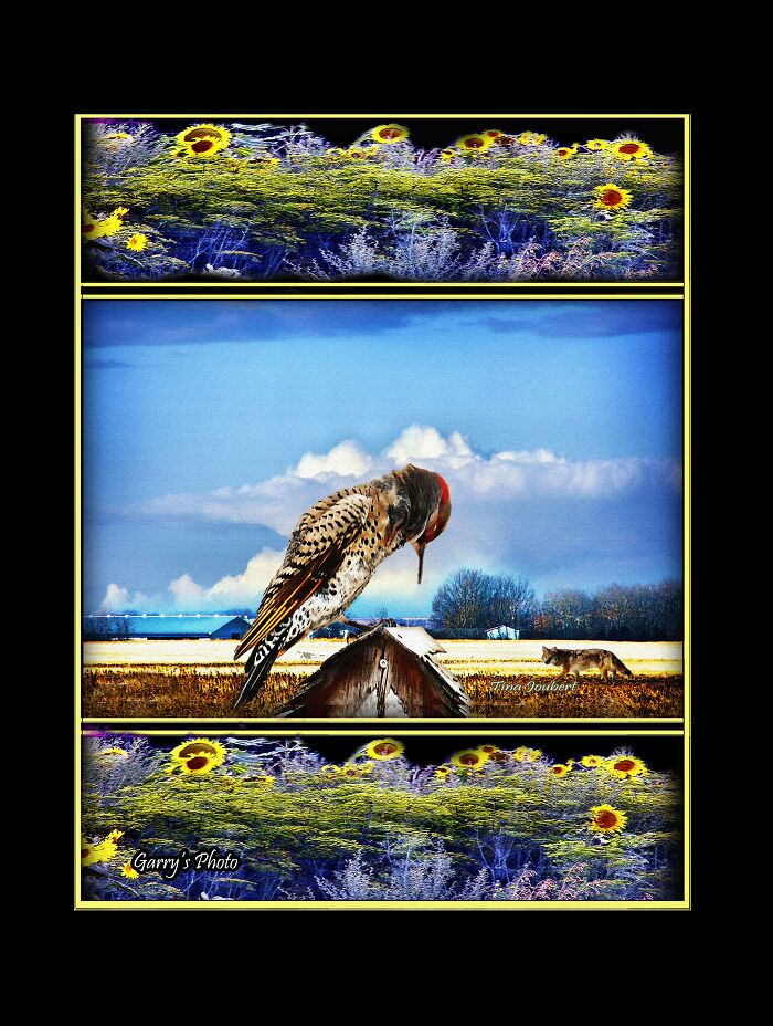 Flicker Over Looking Field