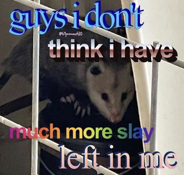13 Possum Memes For My Mentally Dying Besties