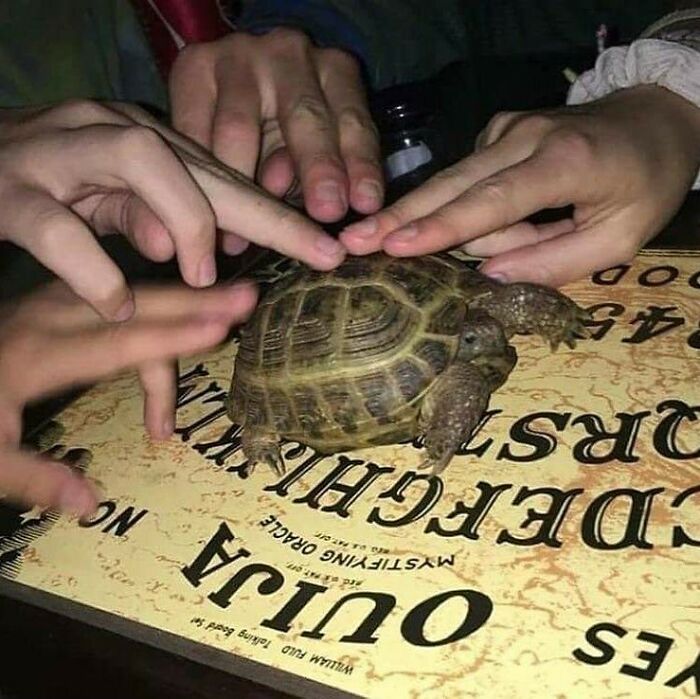 Ocean Born Mary Is That You