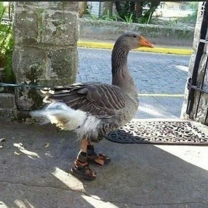 Who Gave Da Goose Sandals