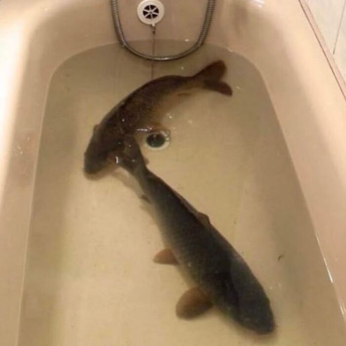 Got Da Boys In Da New Tank