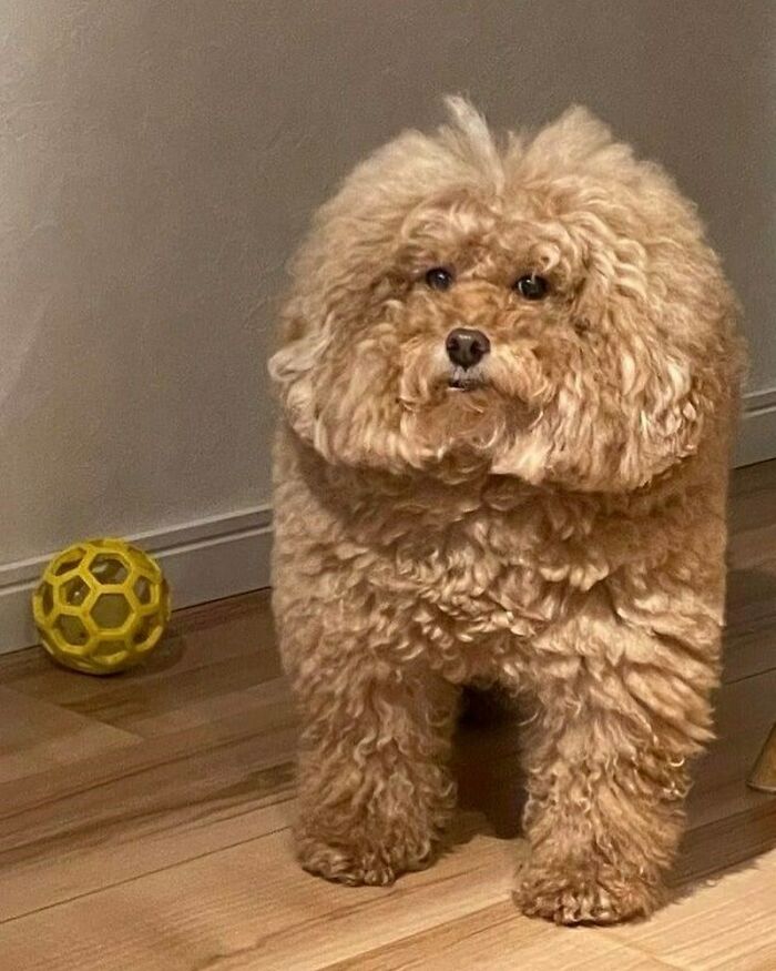 I Can’t Stop Seeing It