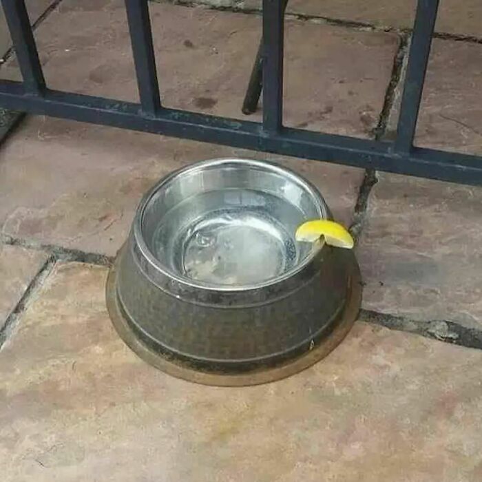 Cursed meme of a dog's water bowl with a lemon slice by a metal fence.