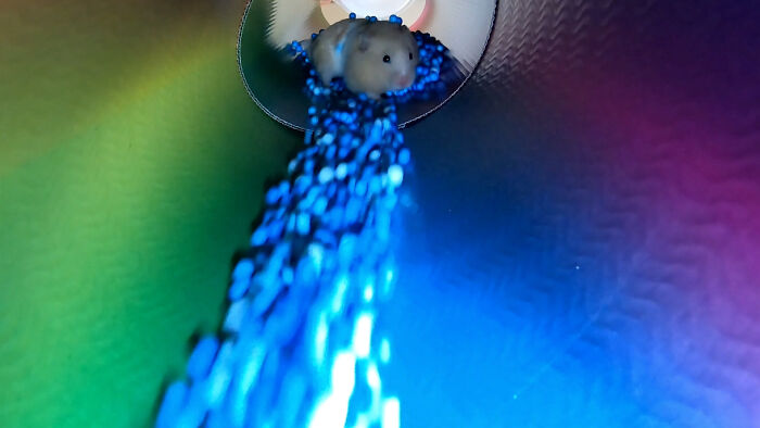 I Created A Maze Inspired By Minecraft And Let My Hamster Homa Explore It I Created A Maze Inspired By Minecraft And Let My Hamster Homa Explore It