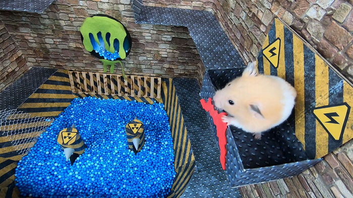 I Created A Maze Inspired By Minecraft And Let My Hamster Homa Explore It I Created A Maze Inspired By Minecraft And Let My Hamster Homa Explore It
