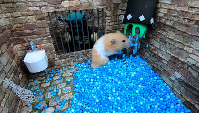 I Created A Maze Inspired By Minecraft And Let My Hamster Homa Explore It I Created A Maze Inspired By Minecraft And Let My Hamster Homa Explore It
