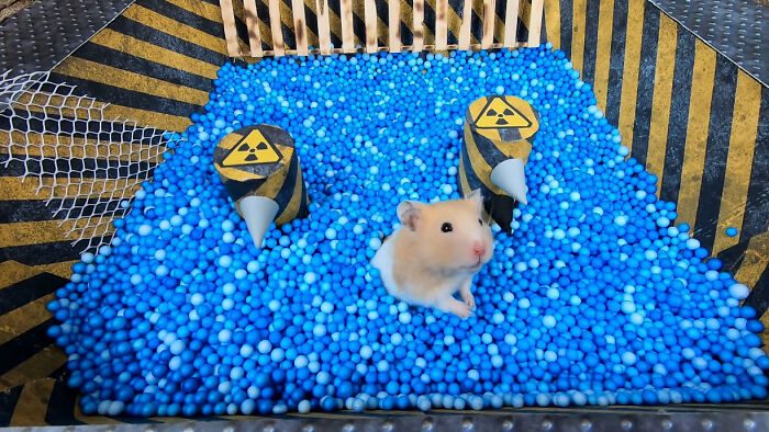 I Created A Maze Inspired By Minecraft And Let My Hamster Homa Explore It I Created A Maze Inspired By Minecraft And Let My Hamster Homa Explore It
