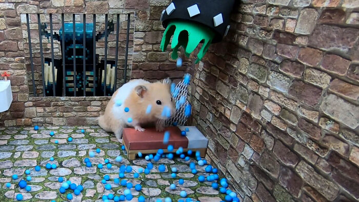 I Created A Maze Inspired By Minecraft And Let My Hamster Homa Explore It I Created A Maze Inspired By Minecraft And Let My Hamster Homa Explore It