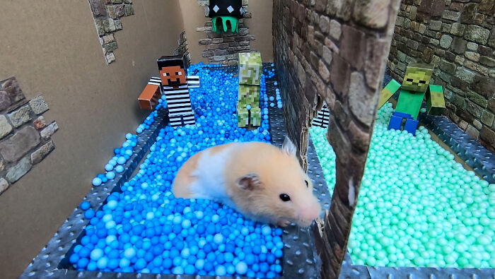 I Created A Maze Inspired By Minecraft And Let My Hamster Homa Explore It I Created A Maze Inspired By Minecraft And Let My Hamster Homa Explore It