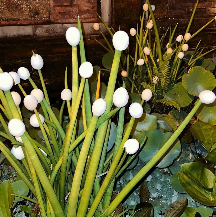 Have You Ever Planted An Egg?