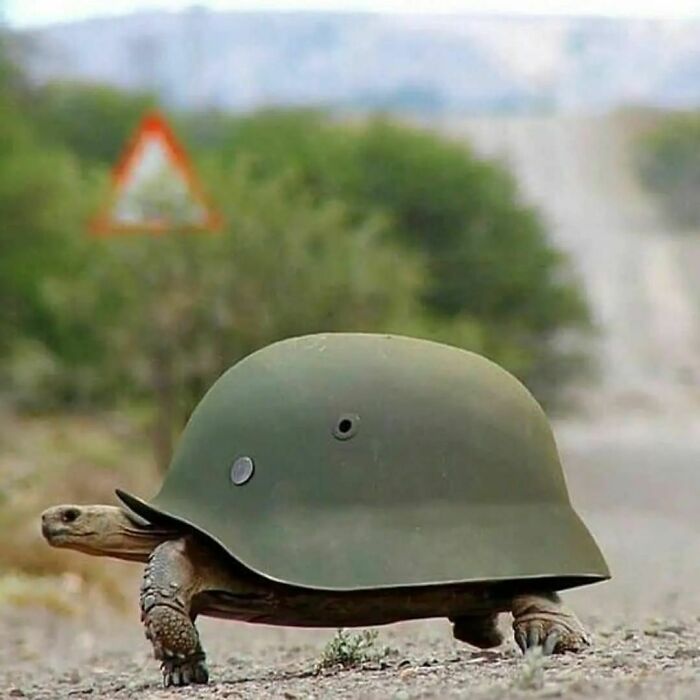 Cursed meme of a tortoise wearing a helmet, blending into the natural landscape.