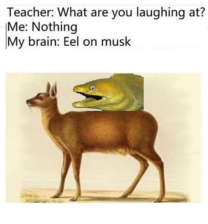 A funny meme with a deer body and an eel's head, captioned "Eel on musk," shared by Punsworld IG.
