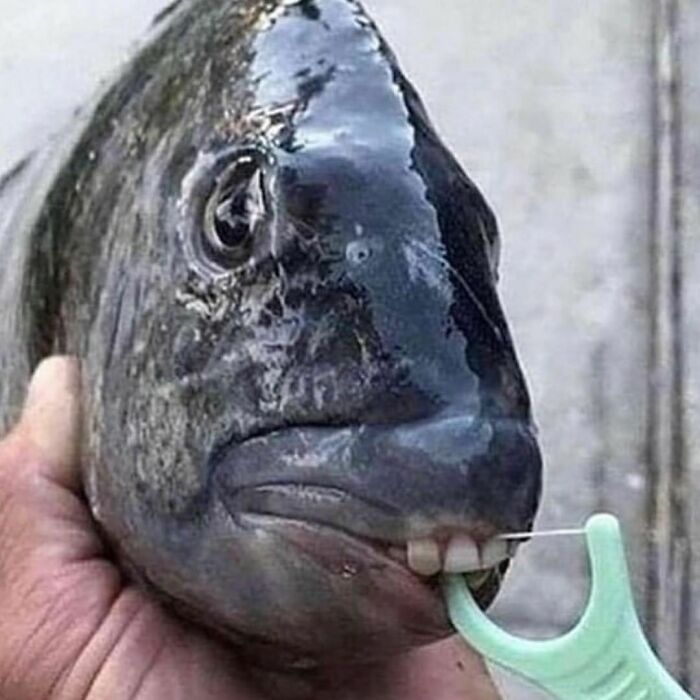 Cursed meme of a fish with human-like teeth using a dental flosser.