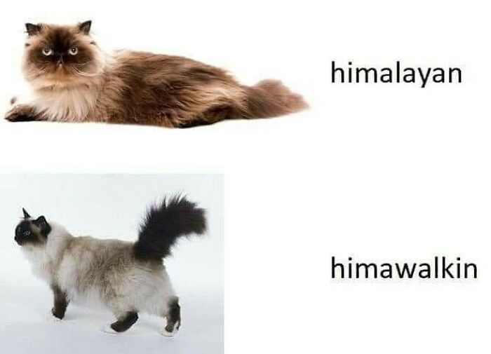 Himalayan cat humor from Punsworld IG page with a pun on "Himalayan" and "himawalkin" showcasing life memes.
