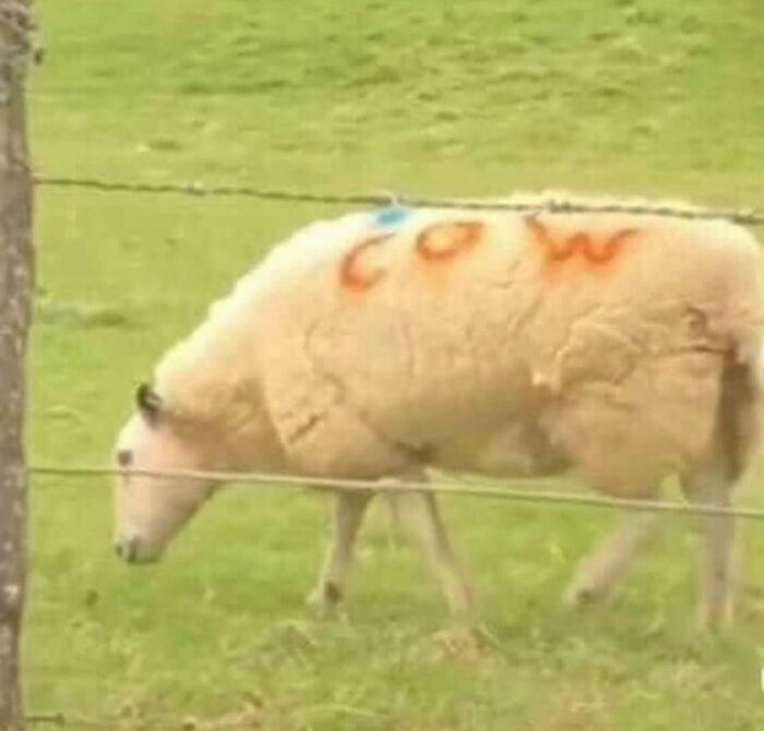 Hilarious-Cursed-Images