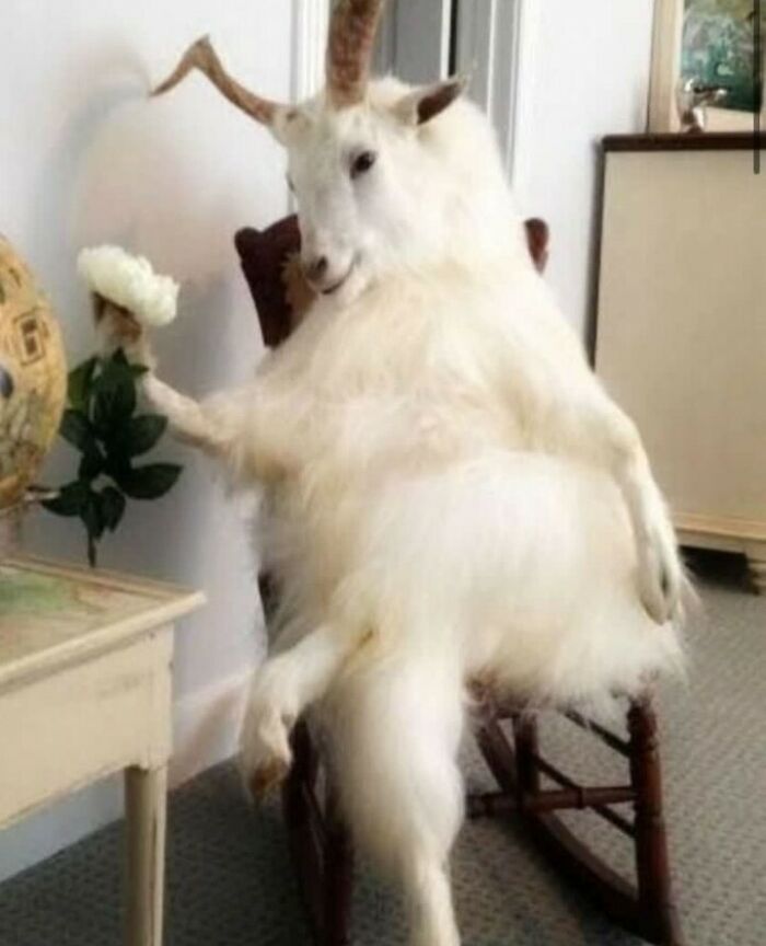 Hilarious-Cursed-Images