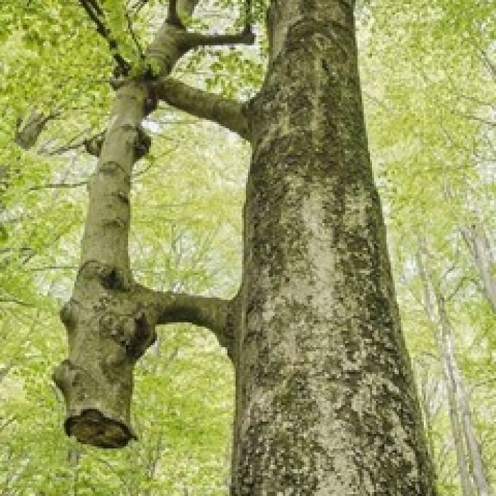 Hilarious-Cursed-Images