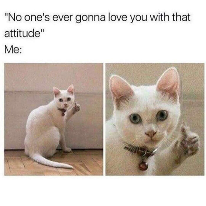 White cat with a defiant expression, humorously responding to a comment, seen on popular Instagram meme pages.