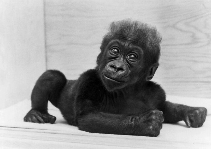 An Infant Colo, The First Ever Baby Gorilla Born In Captivity. When Colo Passed Away She Was The Oldest Known Gorilla At The Time. Colo Lived From 1956-2017