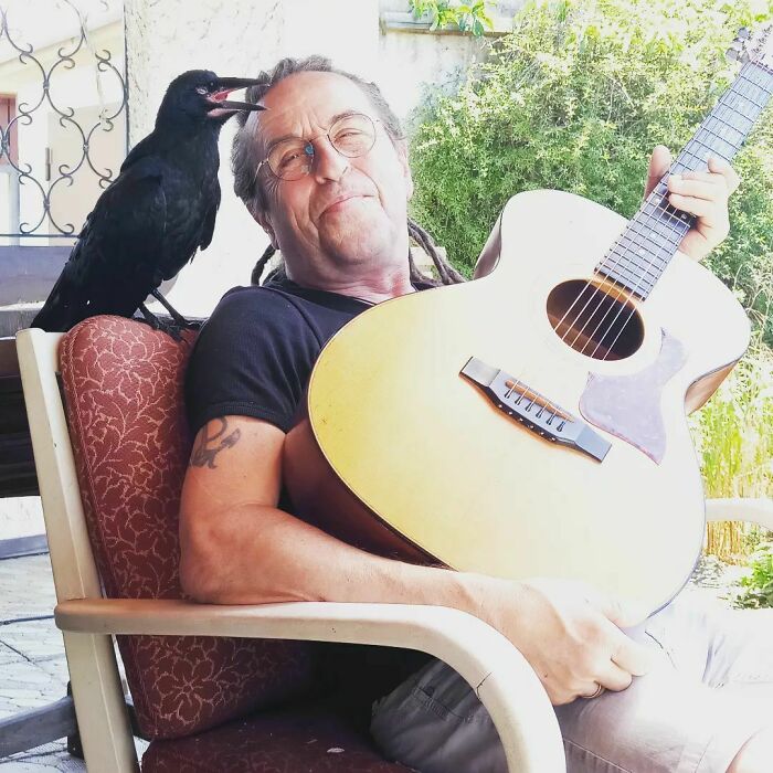 Person holding guitar and crow standing on the chair near shoulder