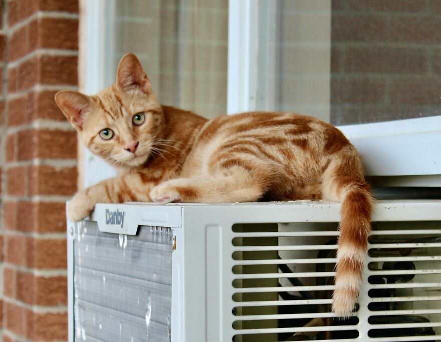 Simba And Lucky Our Beloved Cats