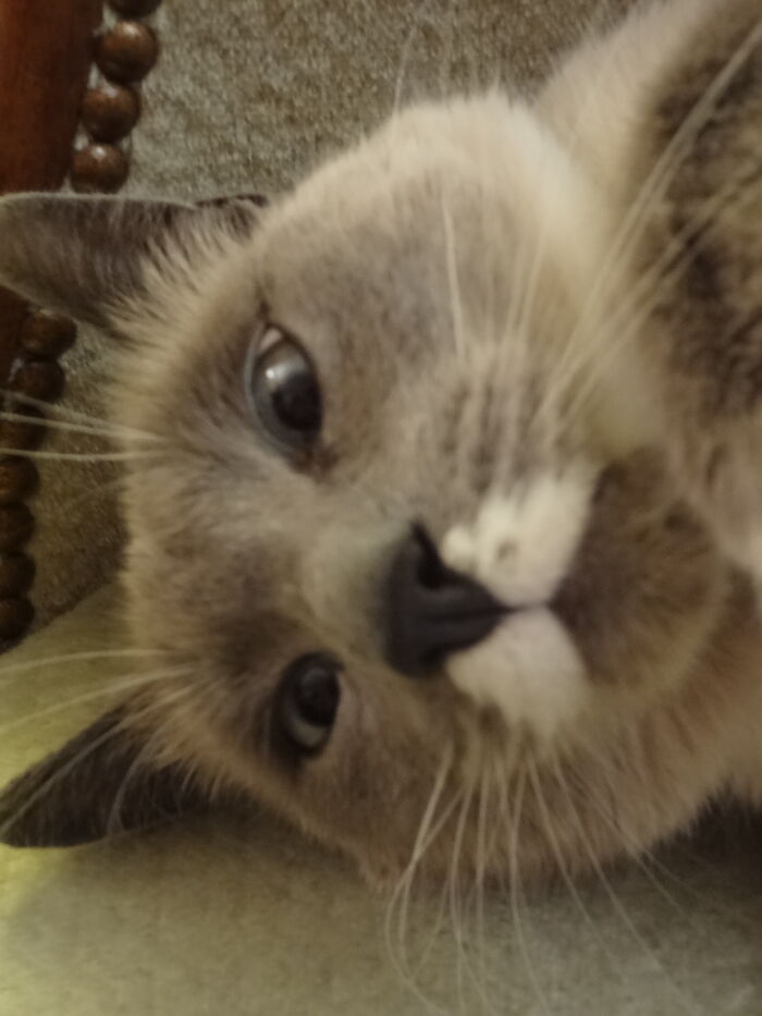 A Photo Of My Grandparent's Cat That I Took