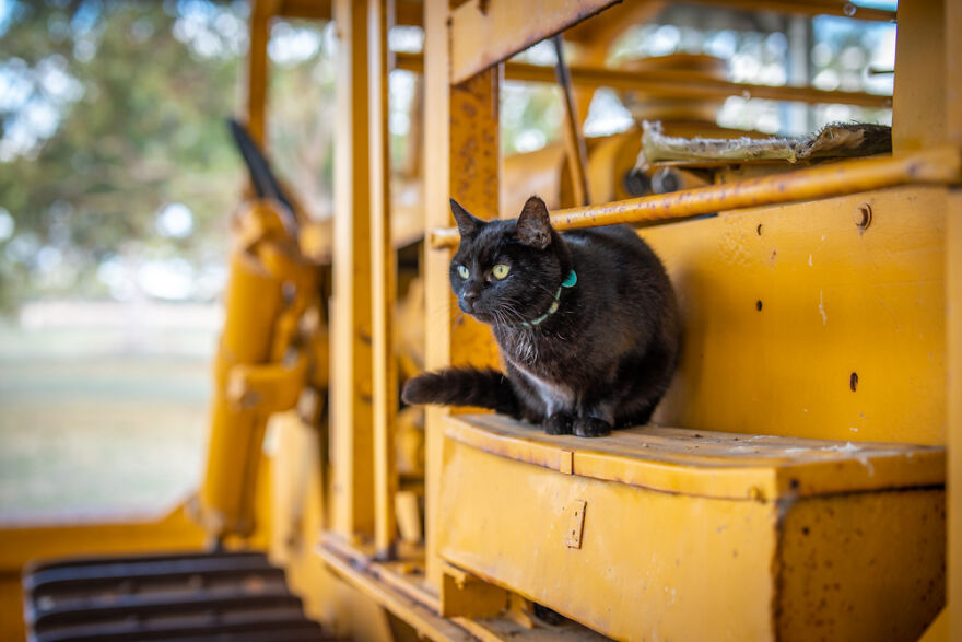I Started Traveling Around Australia In A Campervan With My Cat Willow, And My Whole Life Changed I Started Traveling Around Australia In A Campervan With My Cat Willow, And My Whole Life Changed