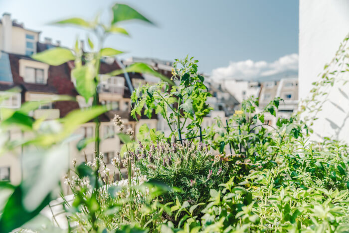 "Inka V Gradinka": My Balcony Garden That Might Inspire You To Make Your Own (14 Pics)
