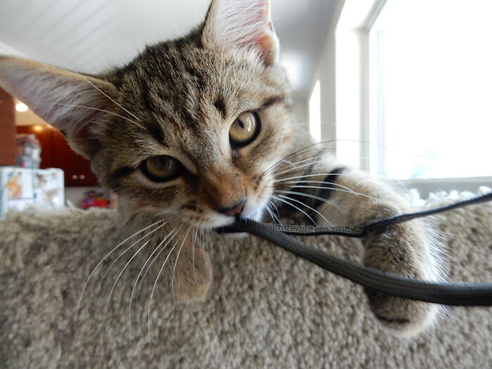 Kittyshark Is The Fish I Caught Today. It's His Phone Strap Now