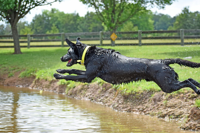 Lucky At Summer Camp!