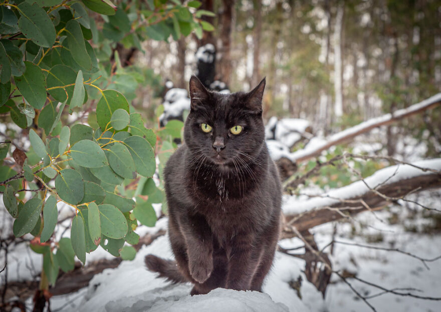I Started Traveling Around Australia In A Campervan With My Cat Willow, And My Whole Life Changed I Started Traveling Around Australia In A Campervan With My Cat Willow, And My Whole Life Changed