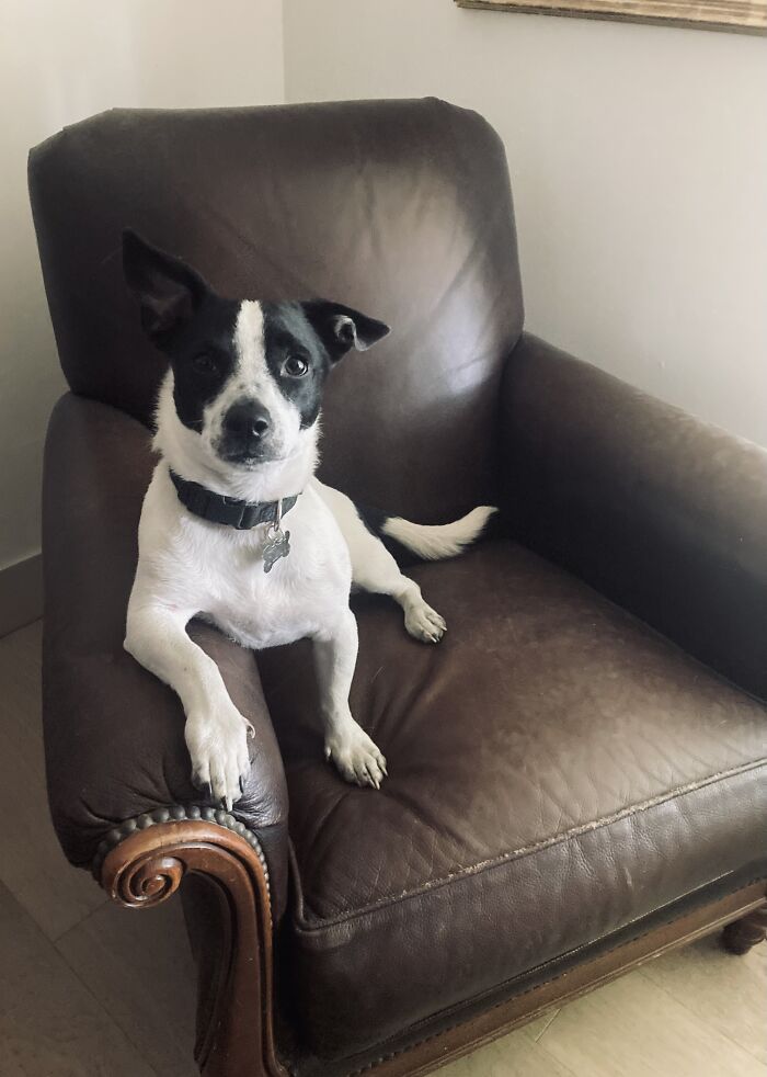 I Drove Eight Hours To Adopt Finn - Only To Feel Silently Judged On A Daily Basis