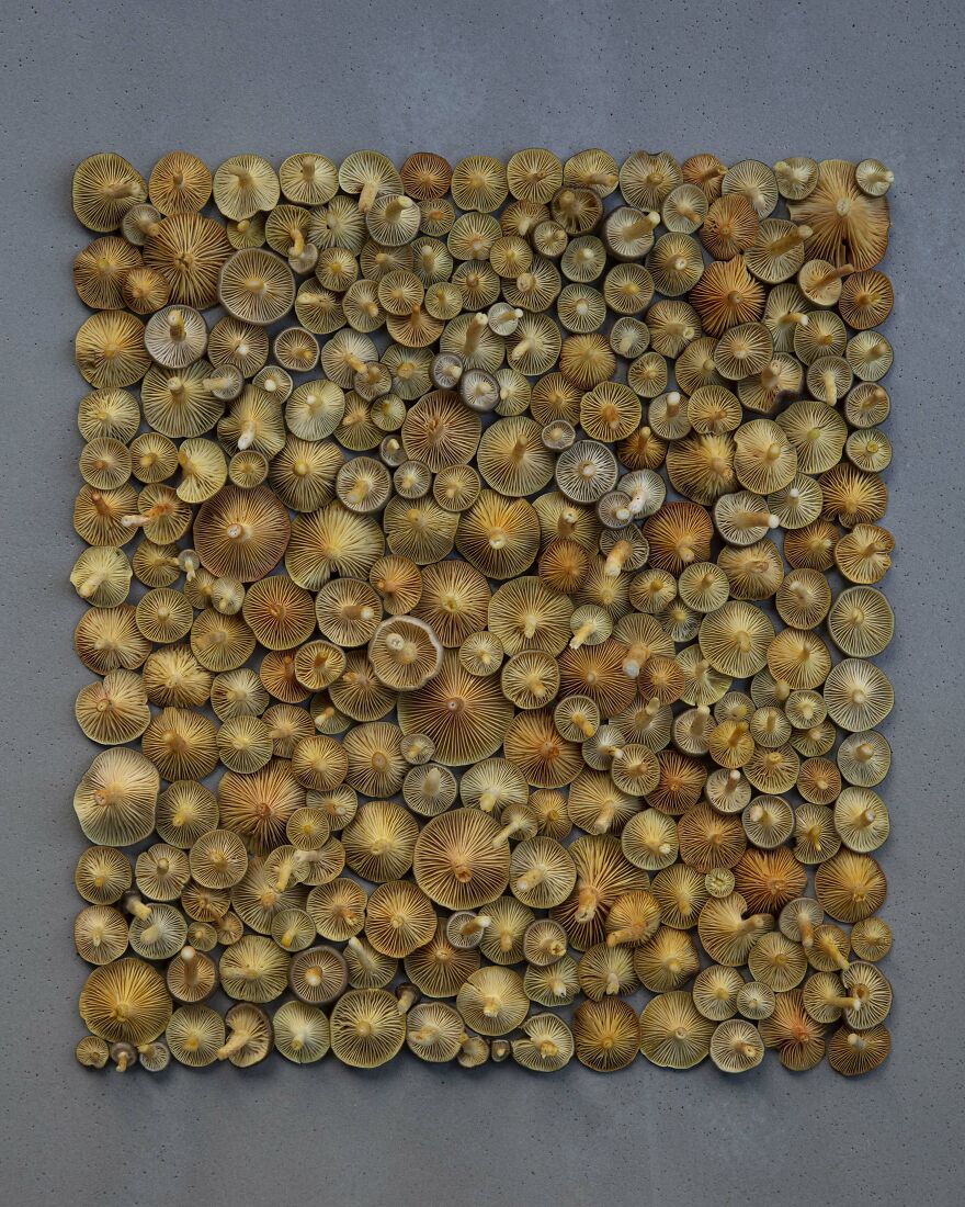 Celebrating Nature's Masterpiece: Stunning Mushroom Flatlays Curated Straight From The Woods By Moritz Schmid