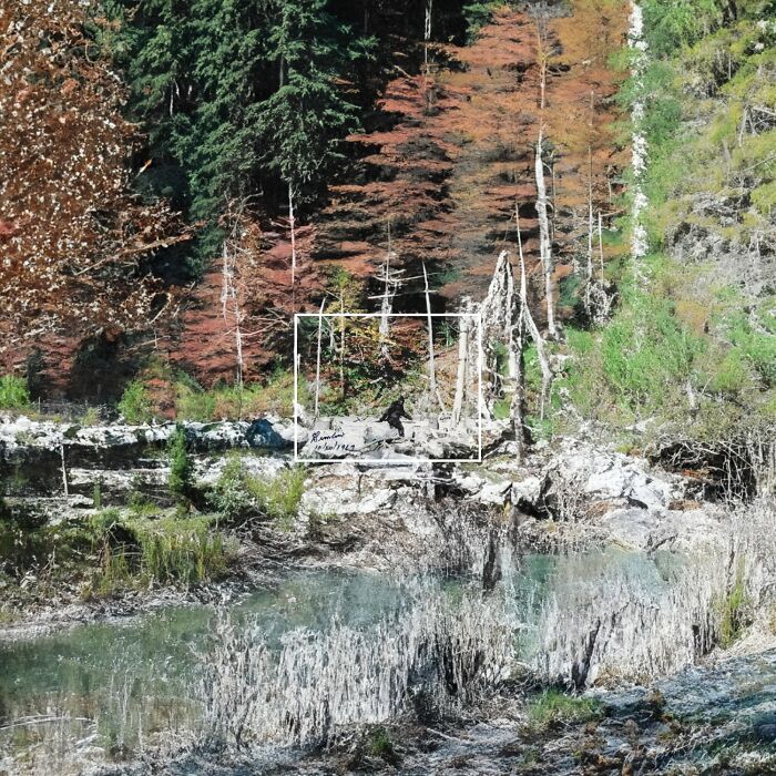 Pie Grande en el video de Petterson-Gimlin 