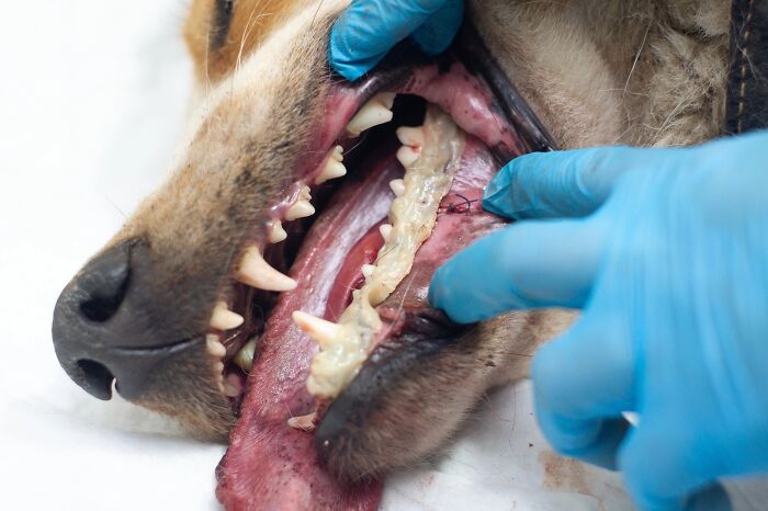 Marusya Was Hit By A Train, But She Survived And Is Currently In Search For A New Home