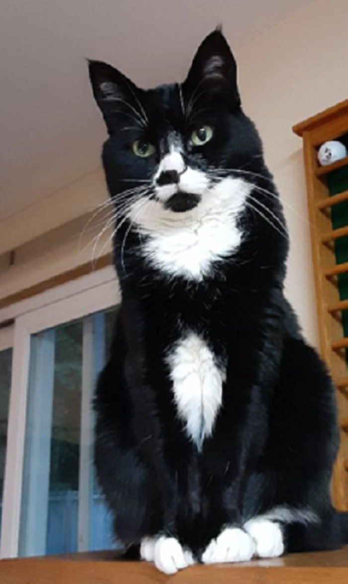 My Work-From-Home Supervisor - Watching Me From The File Cabinet