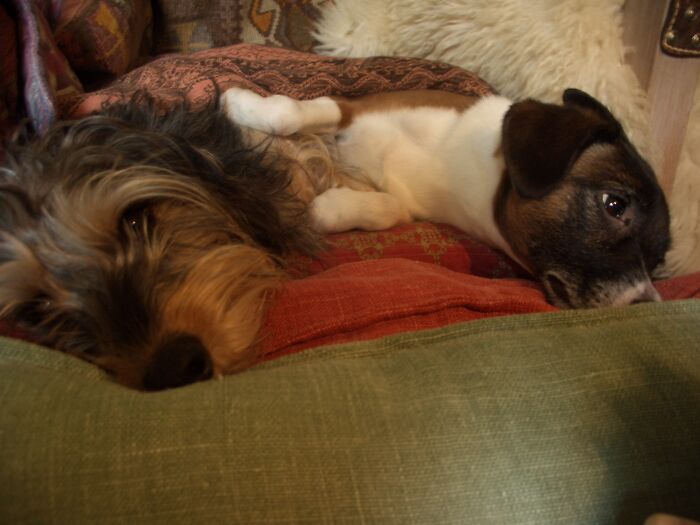 My Two Baby Doggies :)💗💗💗