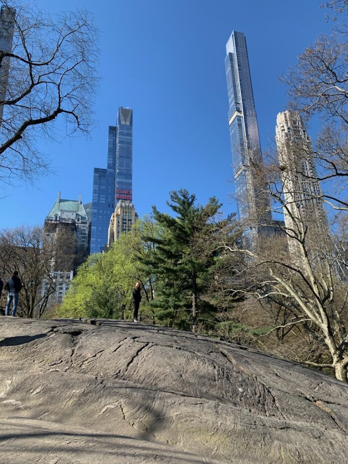 Trees In Central Park