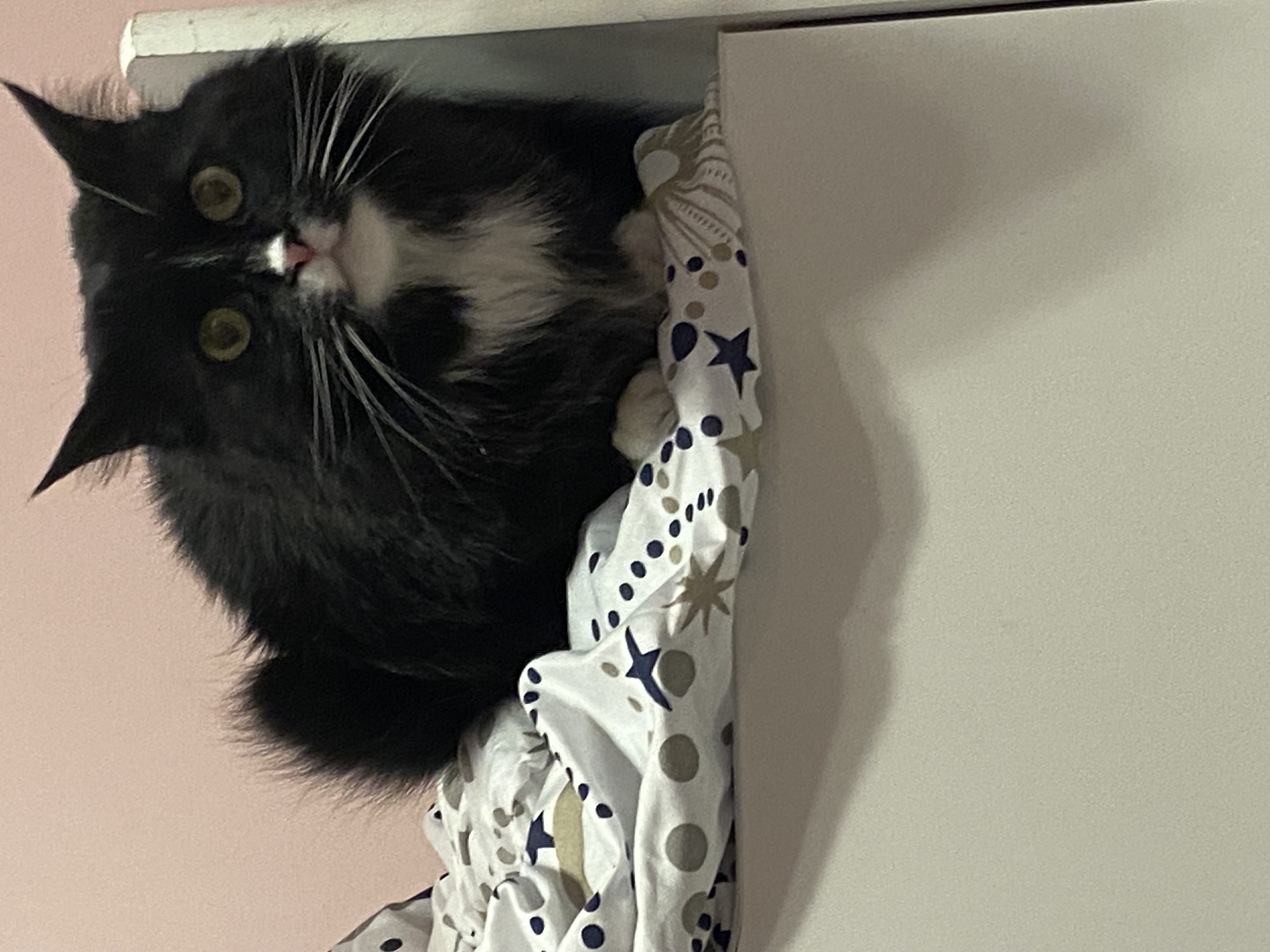 Hey Pandas, Post A Picture Of One Or More Of Your Pets!