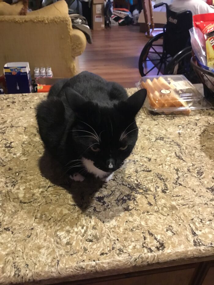 Bella, Bootsie, Stormy, Maverick Todd