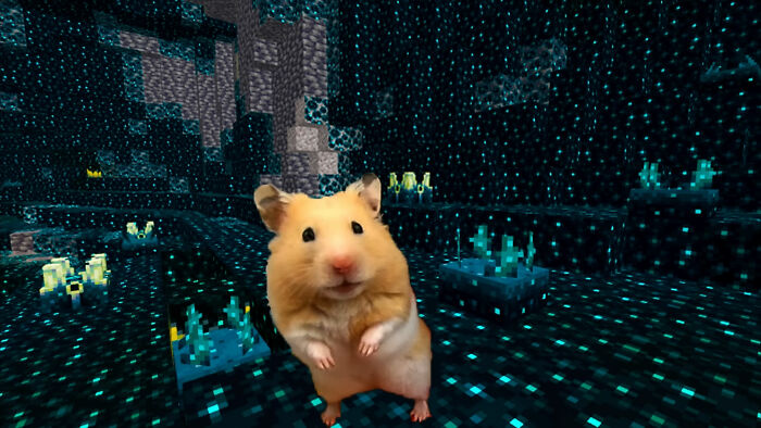 I Created A Maze Inspired By Minecraft And Let My Hamster Homa Explore It I Created A Maze Inspired By Minecraft And Let My Hamster Homa Explore It