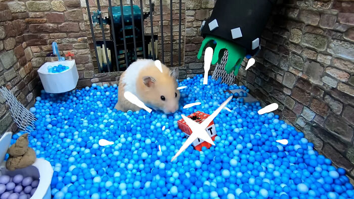 I Created A Maze Inspired By Minecraft And Let My Hamster Homa Explore It I Created A Maze Inspired By Minecraft And Let My Hamster Homa Explore It
