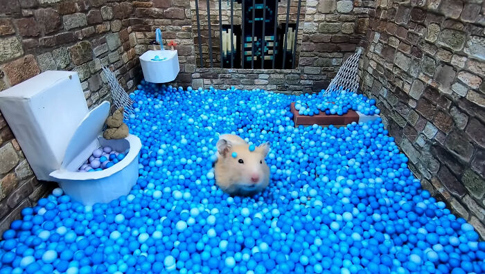 I Created A Maze Inspired By Minecraft And Let My Hamster Homa Explore It I Created A Maze Inspired By Minecraft And Let My Hamster Homa Explore It