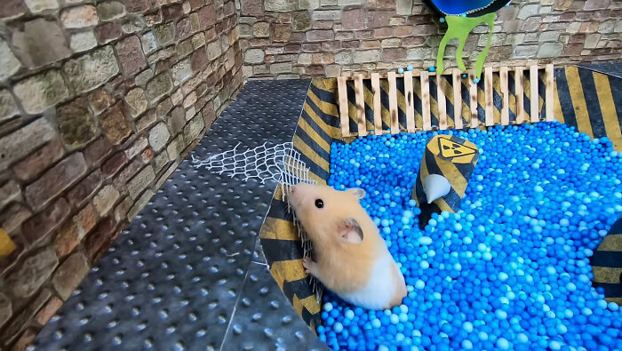I Created A Maze Inspired By Minecraft And Let My Hamster Homa Explore It I Created A Maze Inspired By Minecraft And Let My Hamster Homa Explore It